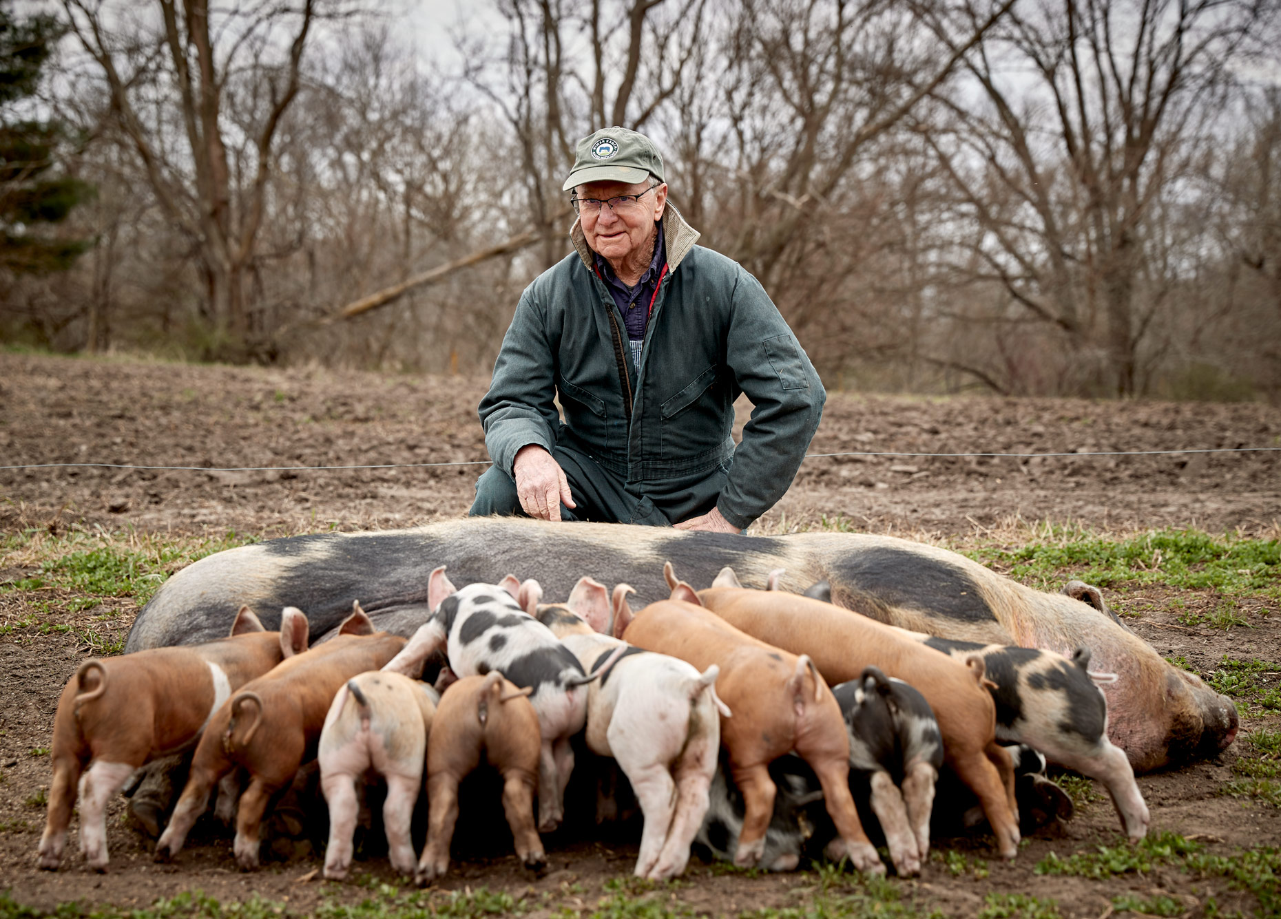 Paul Willis  Niman Ranch Feeding Piglets | Saverio Truglia