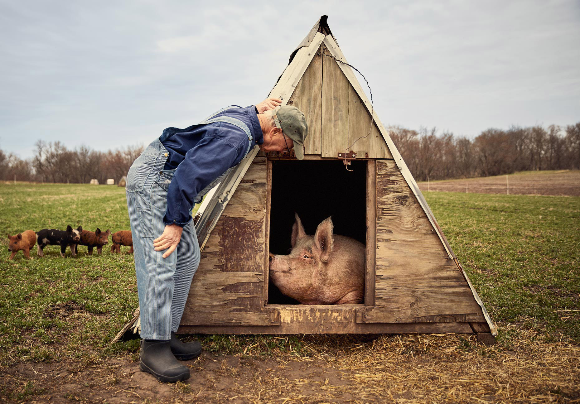 Pig farmer checking on a sow | lifestyle photography by Saverio Truglia